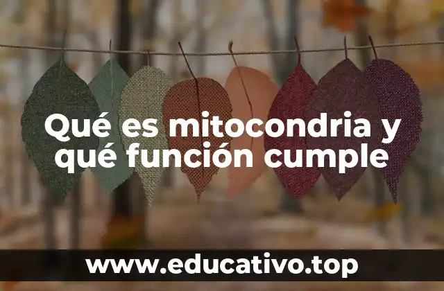 La importancia de la mitocondria en la vida celular