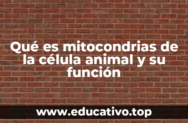 Estructura y características de las mitocondrias en células animales
