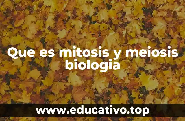 Que es mitosis y meiosis biologia