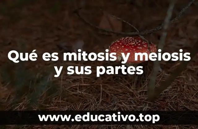 Qué es mitosis y meiosis y sus partes