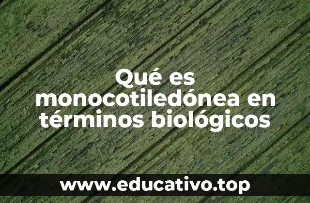 Características morfológicas y estructurales de las monocotiledóneas