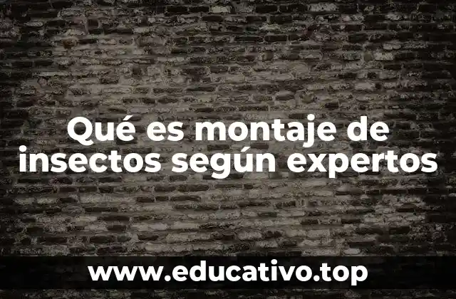 El arte y la ciencia detrás de la conservación de insectos