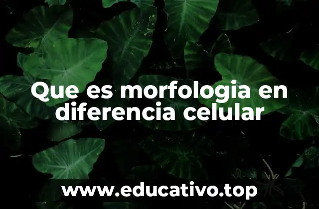 La relación entre forma y función en la diferenciación celular