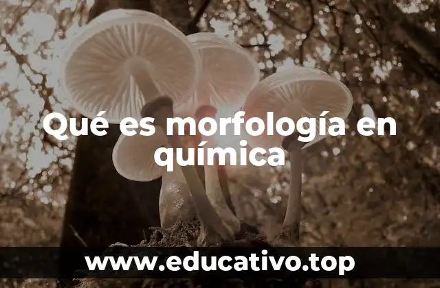 Qué es morfología en química
