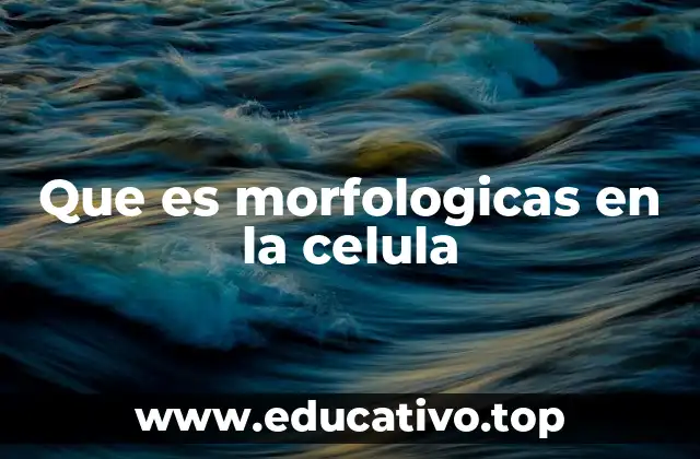 Que es morfologicas en la celula