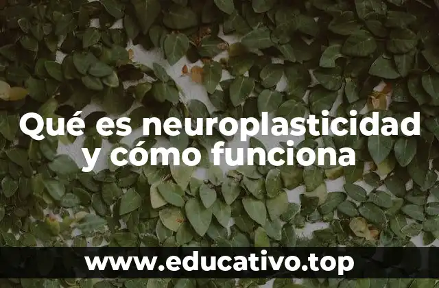 Qué es neuroplasticidad y cómo funciona
