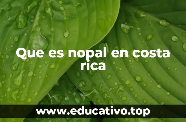 Que es nopal en costa rica