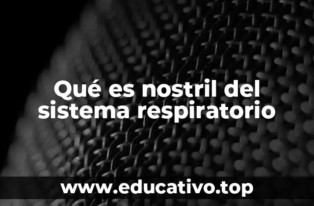 Qué es nostril del sistema respiratorio