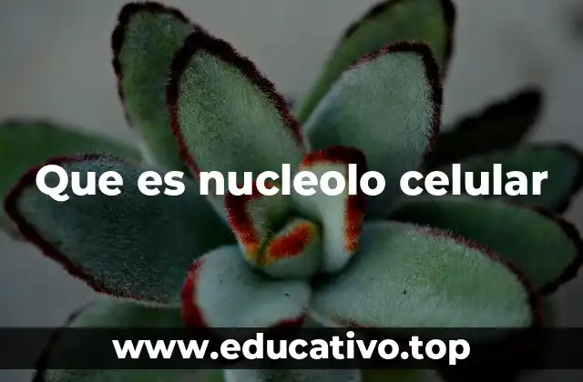 Que es nucleolo celular