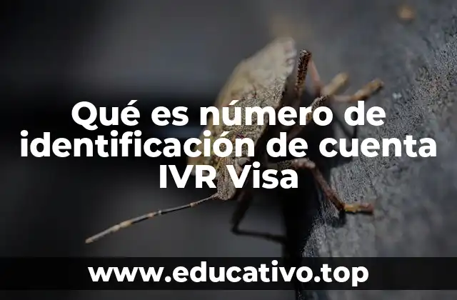Qué es número de identificación de cuenta IVR Visa