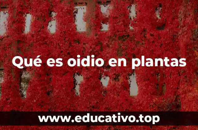 Qué es oidio en plantas