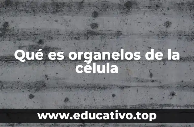 Qué es organelos de la célula