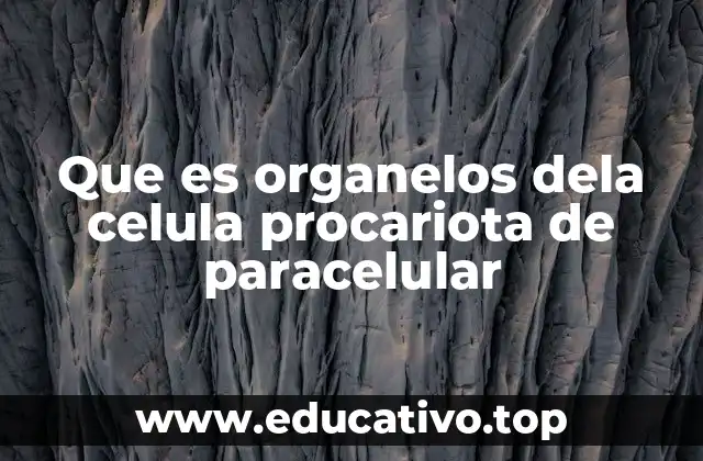 Que es organelos dela celula procariota de paracelular