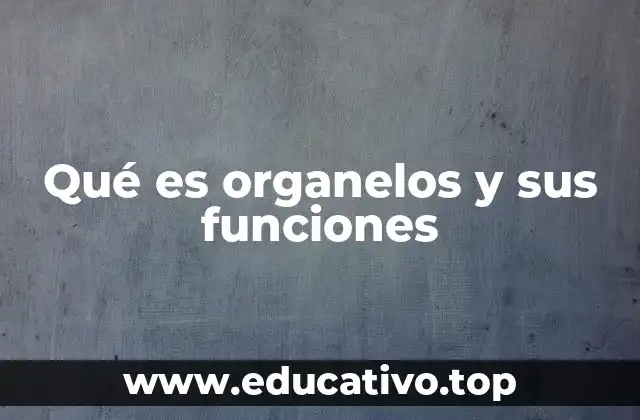 Qué es organelos y sus funciones