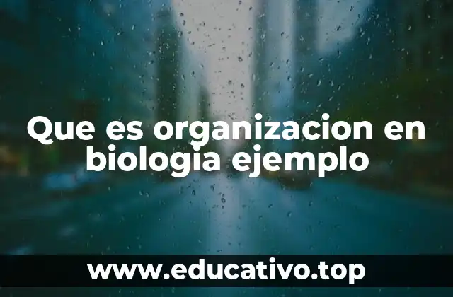 Que es organizacion en biologia ejemplo