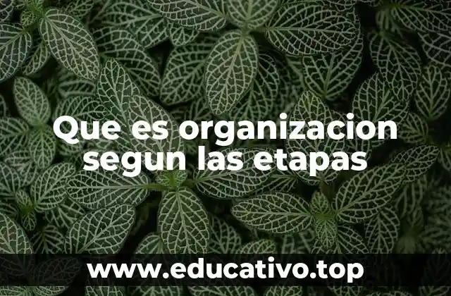 Que es organizacion segun las etapas