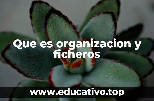 Que es organizacion y ficheros
