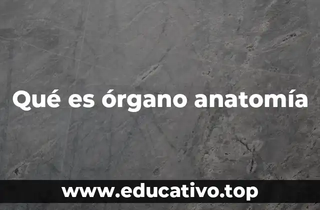 Qué es órgano anatomía