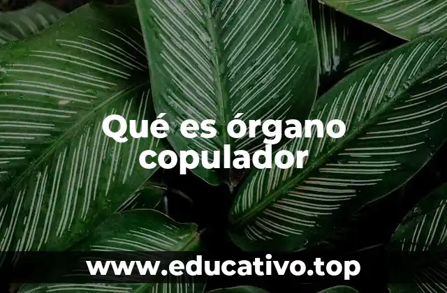 Qué es órgano copulador