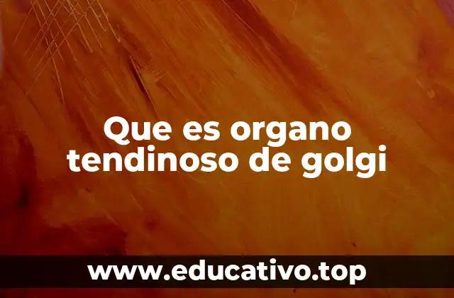 Que es organo tendinoso de golgi