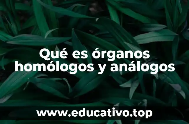 Qué es órganos homólogos y análogos