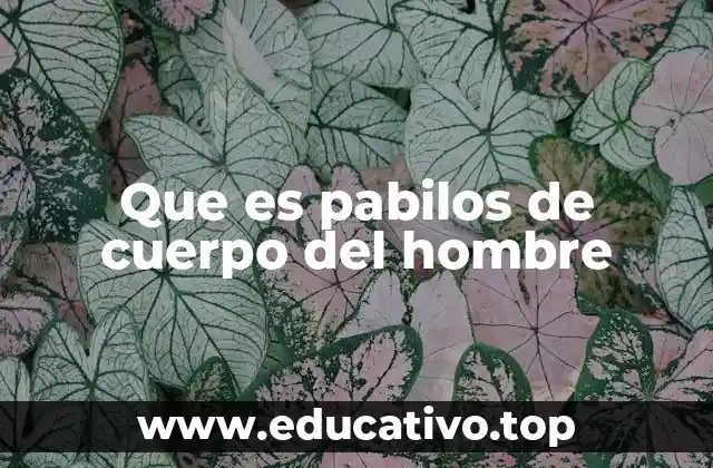 Que es pabilos de cuerpo del hombre