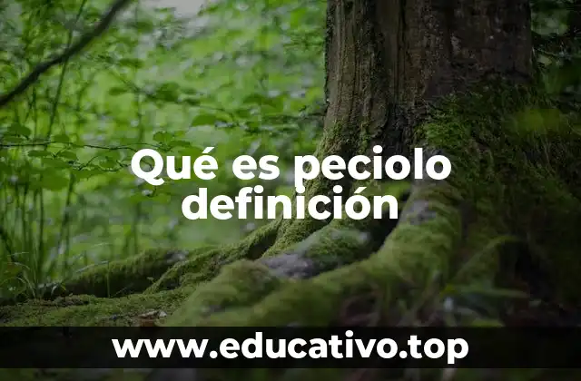Qué es peciolo definición