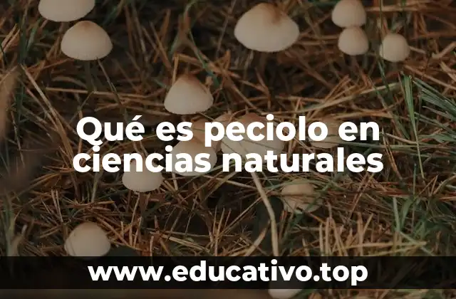 Qué es peciolo en ciencias naturales