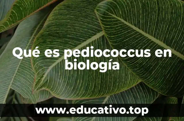 Qué es pediococcus en biología