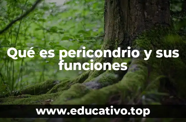 Qué es pericondrio y sus funciones