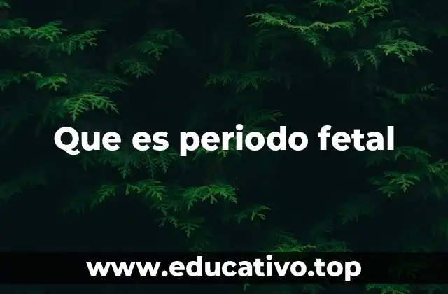 El desarrollo durante la etapa fetal