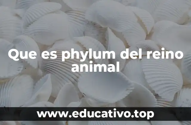 Que es phylum del reino animal