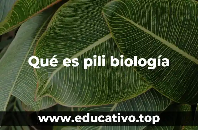 La importancia de los pili en la biología celular