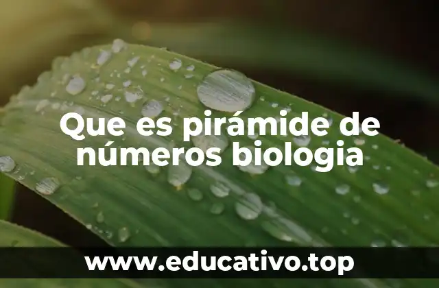 Que es pirámide de números biologia