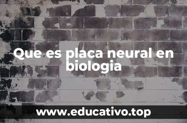 Que es placa neural en biologia