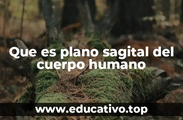 Que es plano sagital del cuerpo humano