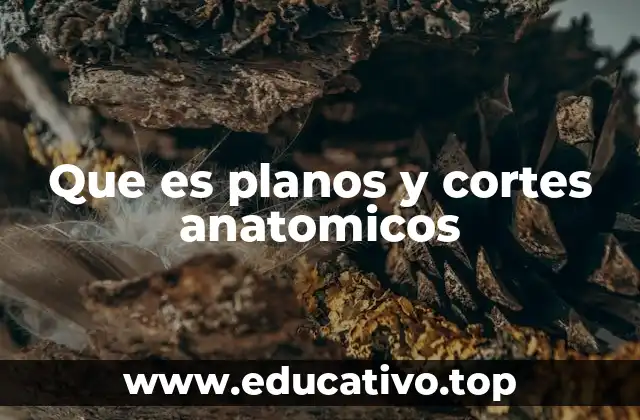 Que es planos y cortes anatomicos