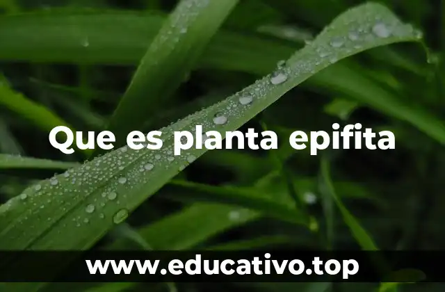 Que es planta epifita