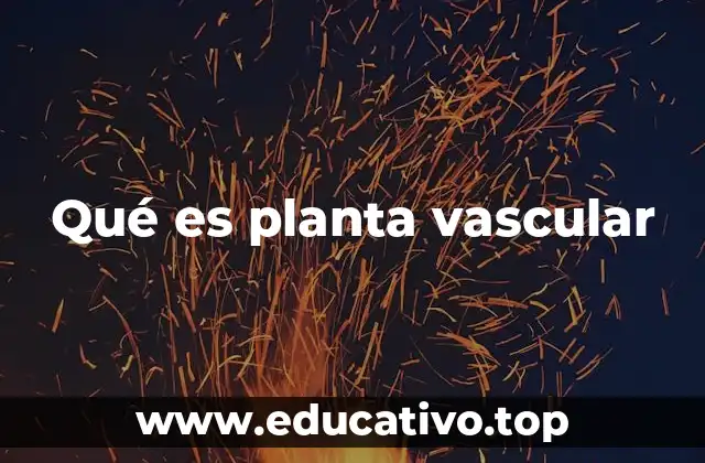 Qué es planta vascular