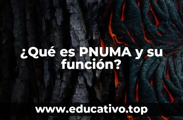 ¿Qué es PNUMA y su función?