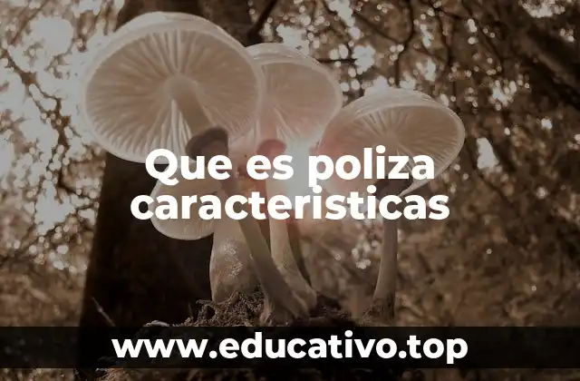 Que es poliza caracteristicas