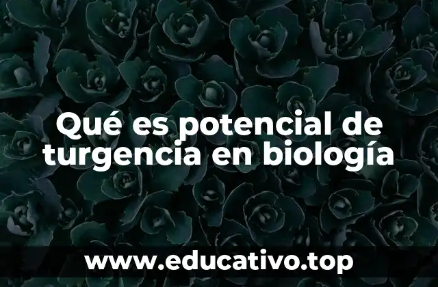 Qué es potencial de turgencia en biología