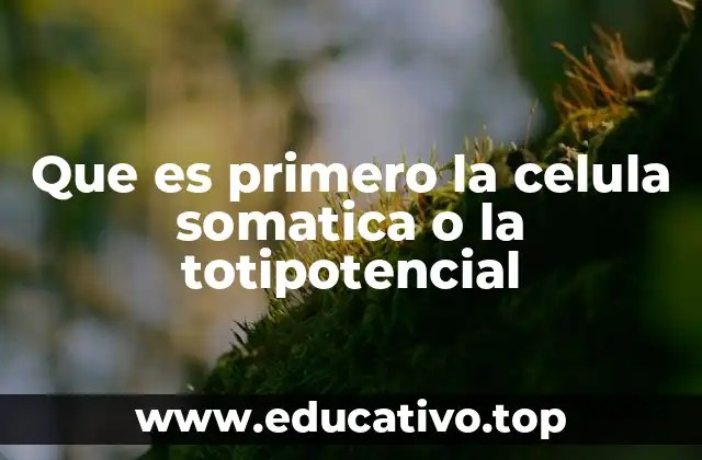 Que es primero la celula somatica o la totipotencial