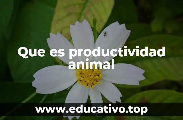 Que es productividad animal