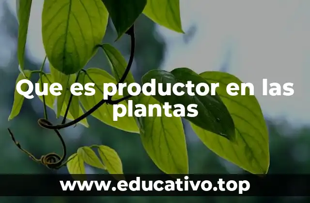 Que es productor en las plantas