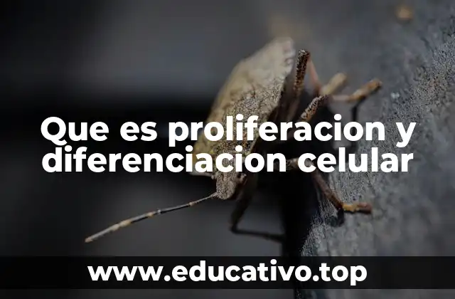 Que es proliferacion y diferenciacion celular
