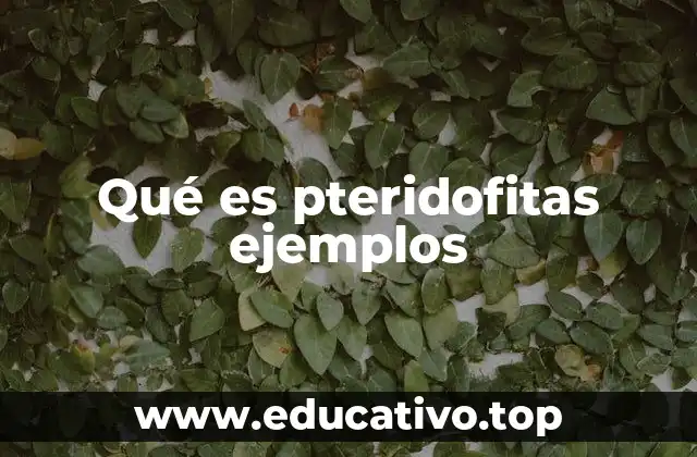 Qué es pteridofitas ejemplos
