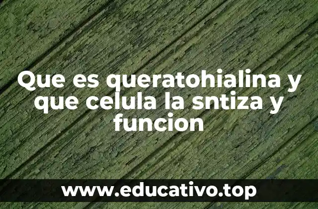 Que es queratohialina y que celula la sntiza y funcion