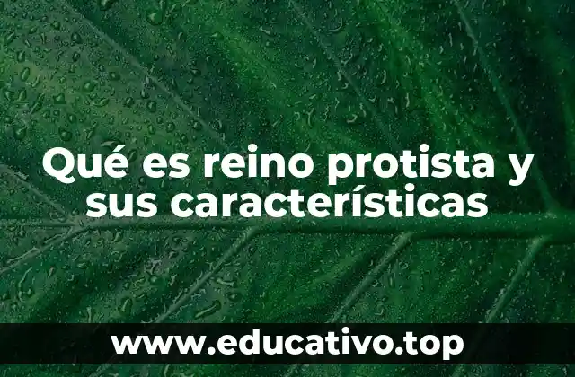 Qué es reino protista y sus características