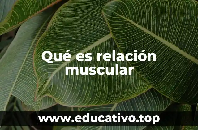 Qué es relación muscular